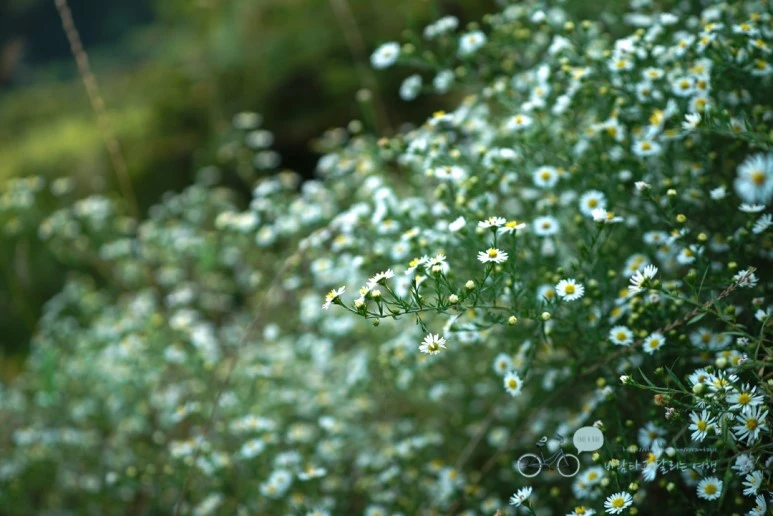 DSC00009_Wide1080mark.jpg?type=w773