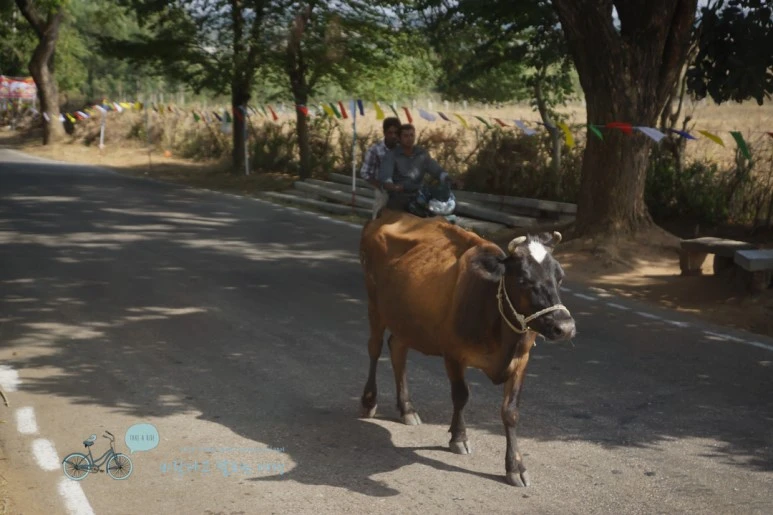 DSC00042.jpg?type=w773