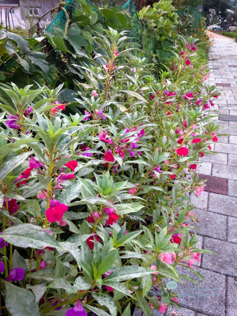 IMG_0965-_Wide1080mark%EB%B0%94%EB%9E%8C.jpg?type=w773