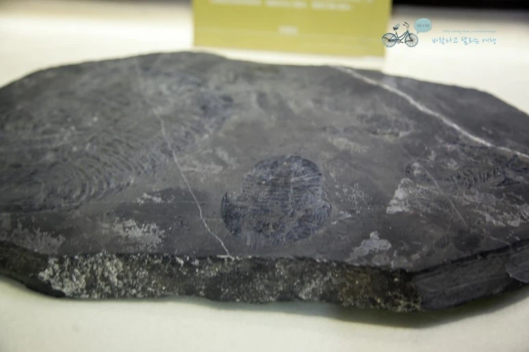 IMG_1399_Wide1080mark%EB%B0%94%EB%9E%8C.jpg?type=w773