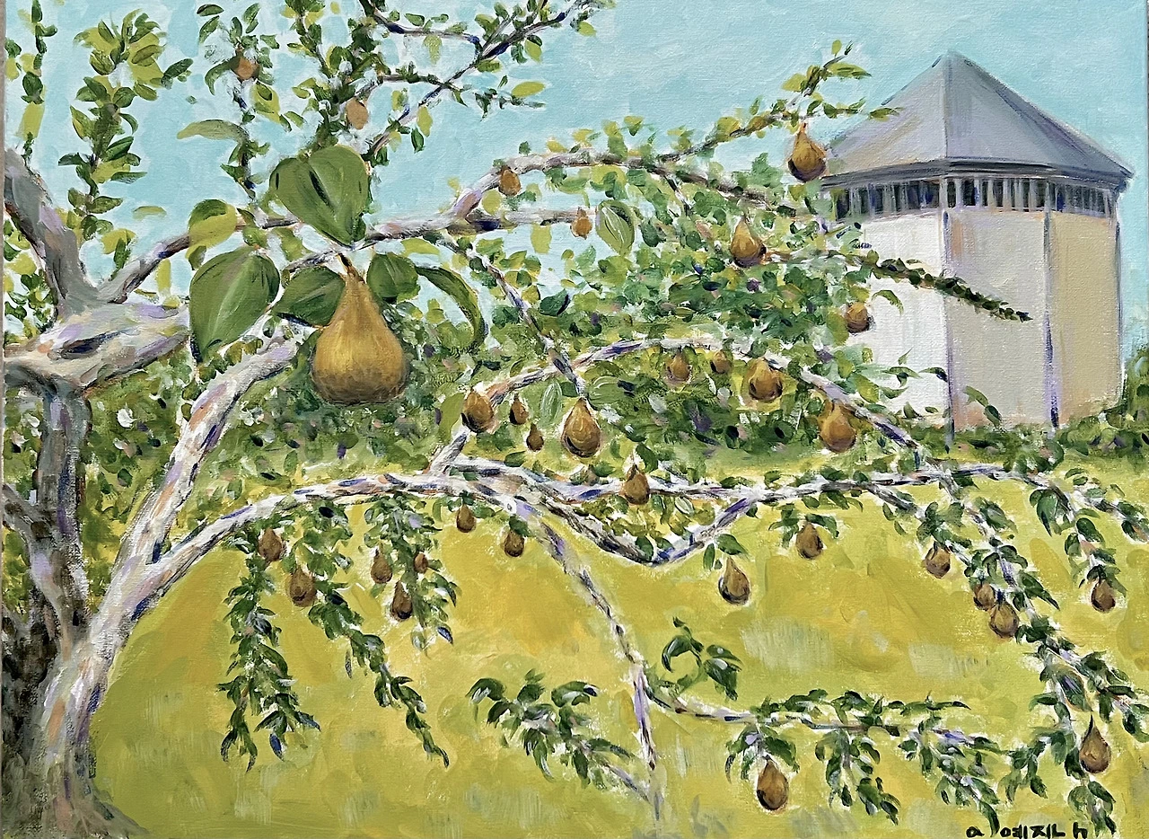 Pear tree in the museum garden .heic
