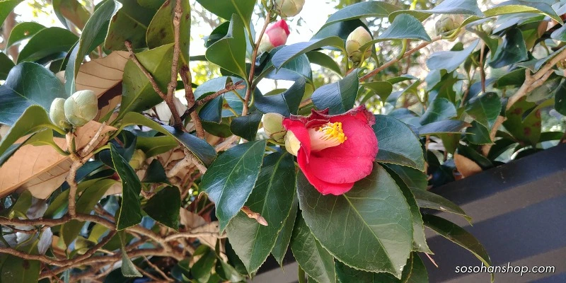 99259A475A35FA501B1BCA