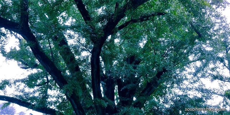 99084E335992AD892D58F5