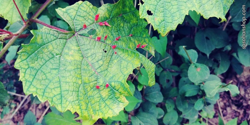 99BCEF33598BA38E0FB58E