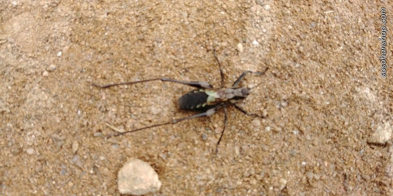 994C6233598BA36817A221