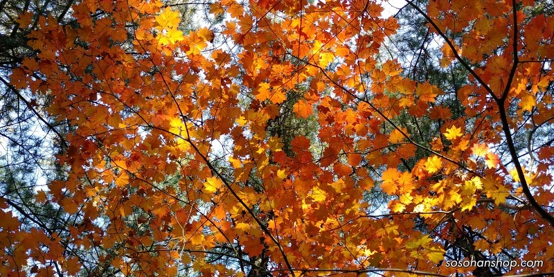 99251F3359EDDE640AA782