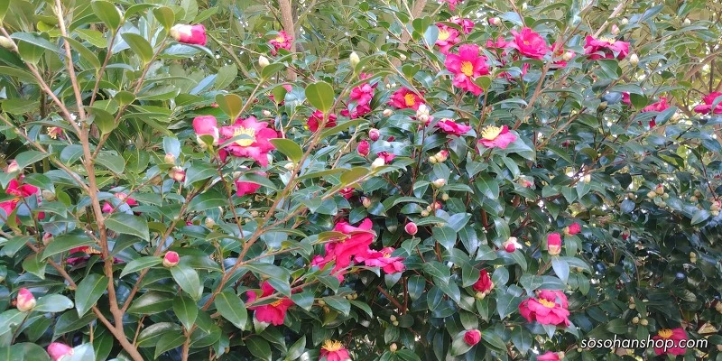 996A634A5A35FB0F06A9B4