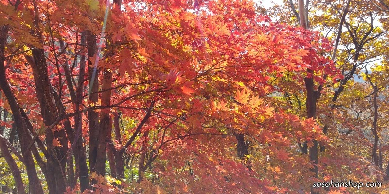 99928E3359EDDE5631736E