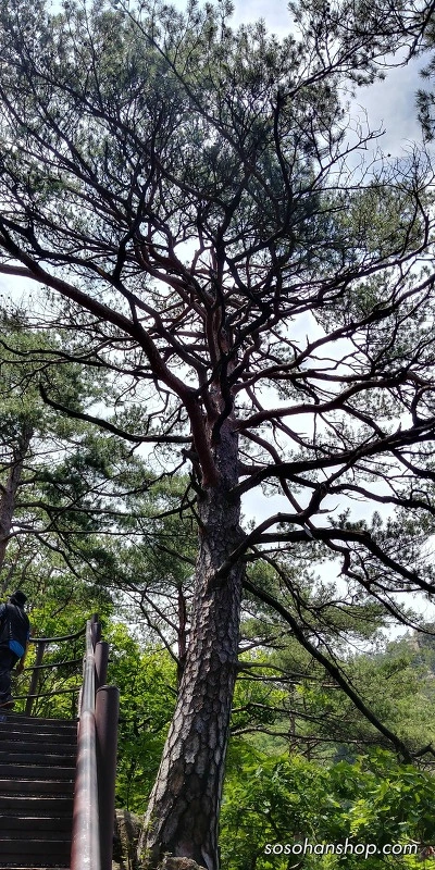 2508FF41595CE835074105