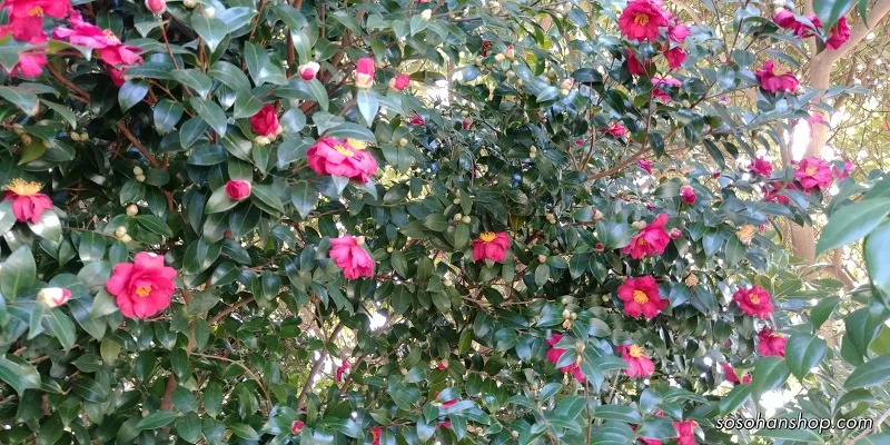 99C1004A5A35FB11213462