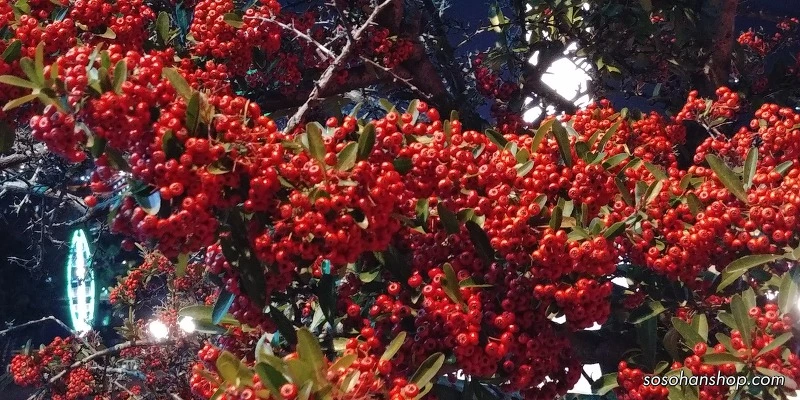 995668485A35C80C329D76