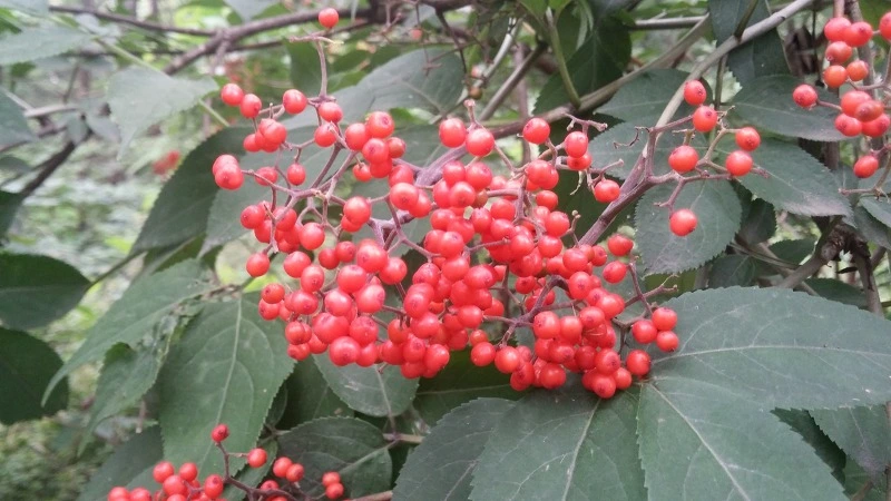 240C32335762606B279B82