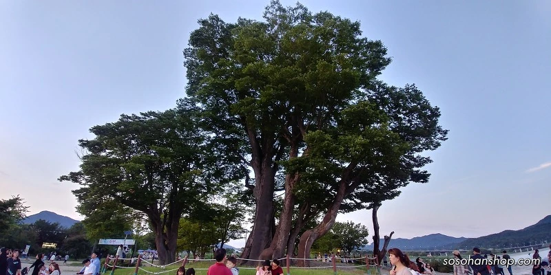 99D4063359AAB17322E506