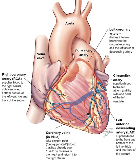 heart-blood-vessels-coronary-arteries-coronaryarteriesnew.ashx?la=en&amp;hash=B295549B8E346CF2A0FD3CB2CE951DF622B1103E