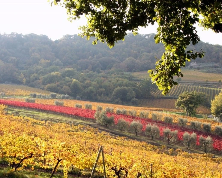 Autunno-Vigneti-Sfumature-Colori.jpg?type=w2