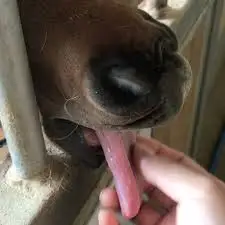 images_%281%29.jpg?type=w773