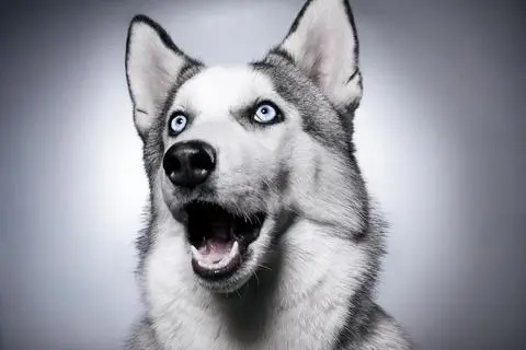 surprised-dog.jpg?type=w773
