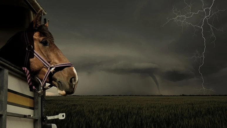 evacuating-horse.jpg?type=w773