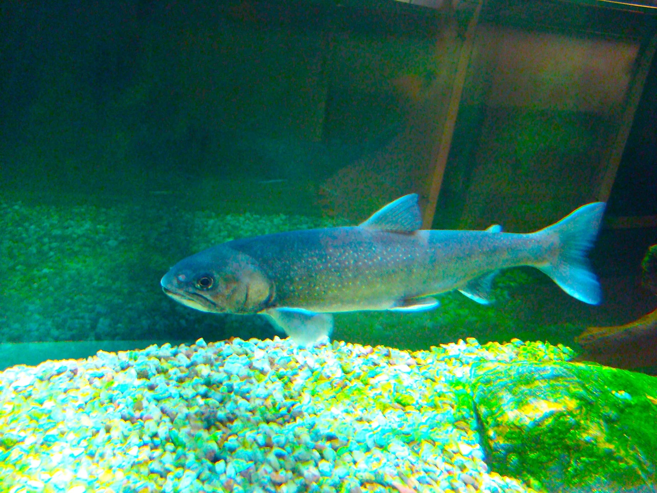 Salvelinus_alpinus_alpinus.jpeg
