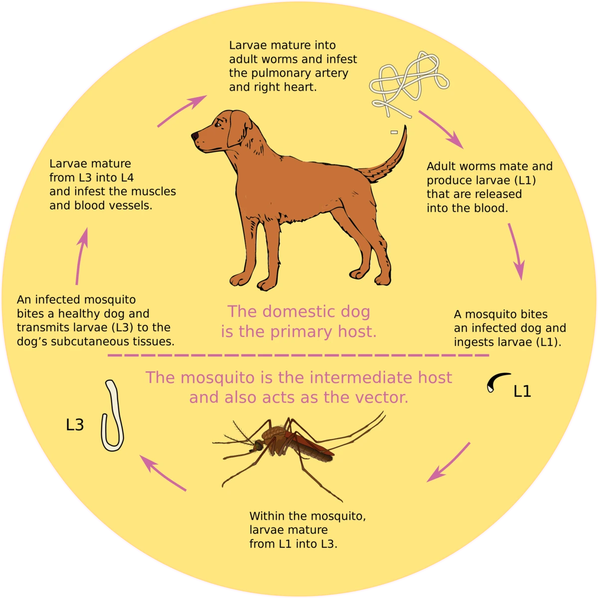 2000px-Dirofilaria_immitis_lifecycle.svg.png?type=w1200