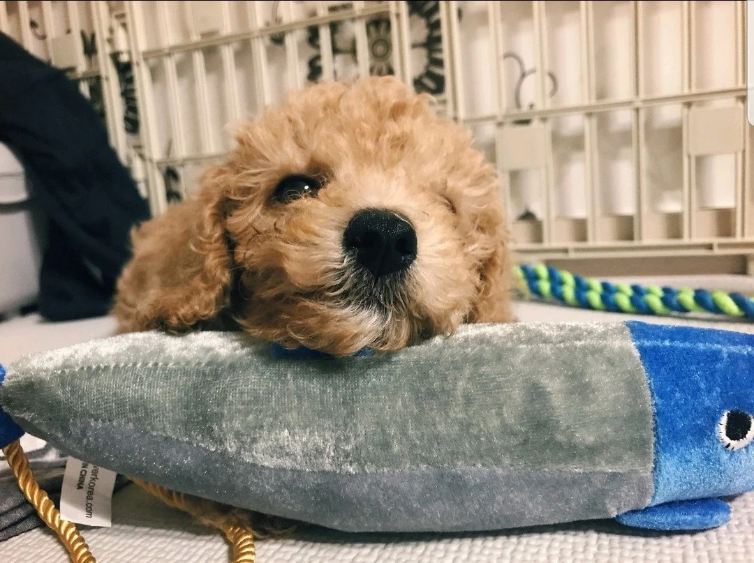 KakaoTalk_20181130_163416152.jpg?type=w1200