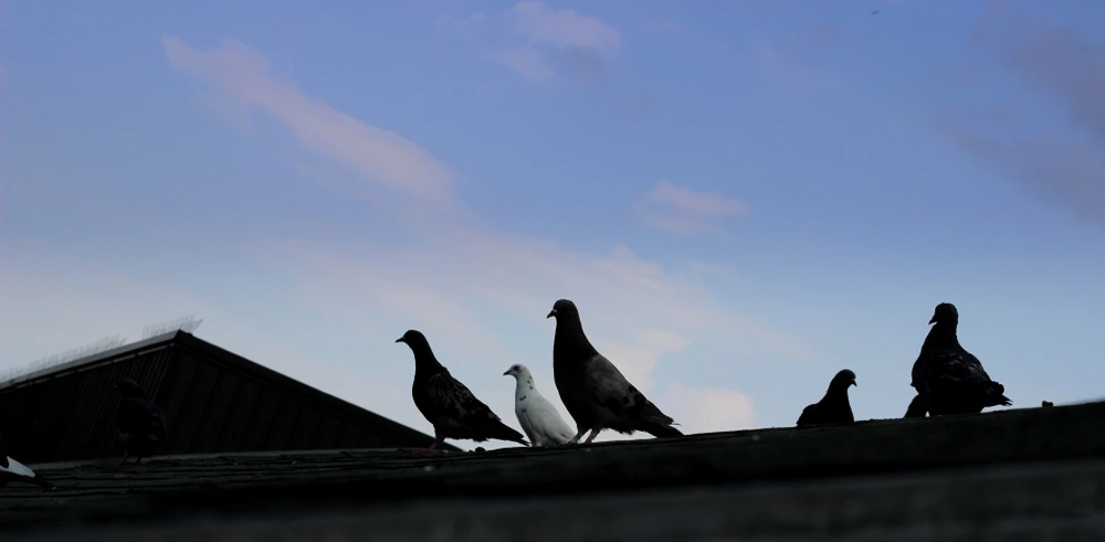 %EC%88%A8%EA%B3%A0_%EC%88%A8%EC%9D%80%EA%B3%A0%EC%88%98_%EA%B3%A0%EC%88%98%EC%9D%98%EA%BF%80%ED%8C%81_%EB%B9%84%EB%91%98%EA%B8%B0%ED%87%B4%EC%B9%98_%EA%B9%80%EC%9D%BC%EA%B6%8C_%EA%B3%A0%EC%88%98__2.png?type=w1200