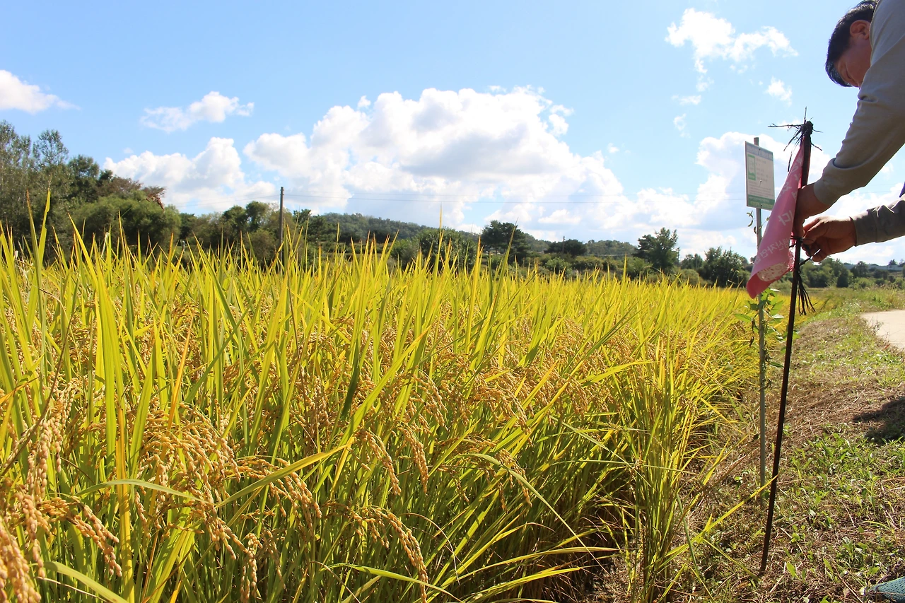 4) 논과 농민.JPG