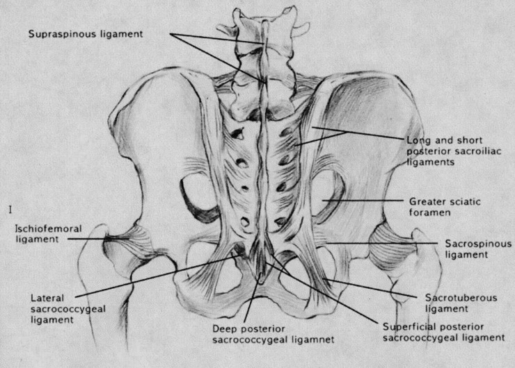 posterior_ligaments.jpg?type=w2