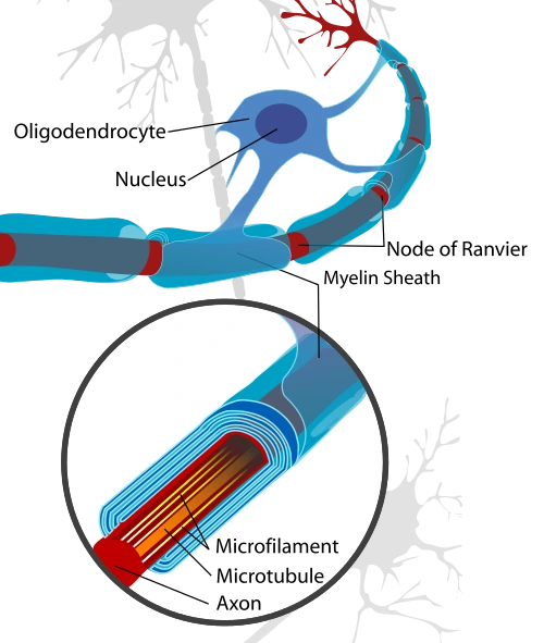 Neuron_with_oligodendrocyte_and_myelin_sheath.svg.png?type=w2