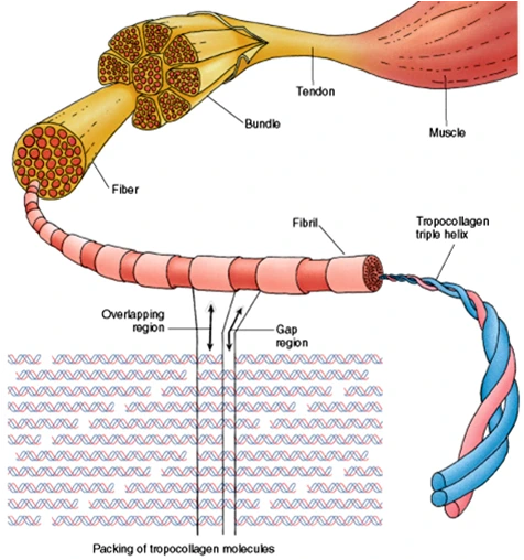 collagen1347332700485.png?type=w2