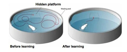 memory-water-maze-setup.jpg?type=w2