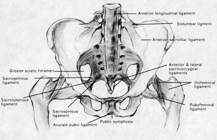 anterior_ligaments.jpg?type=w2