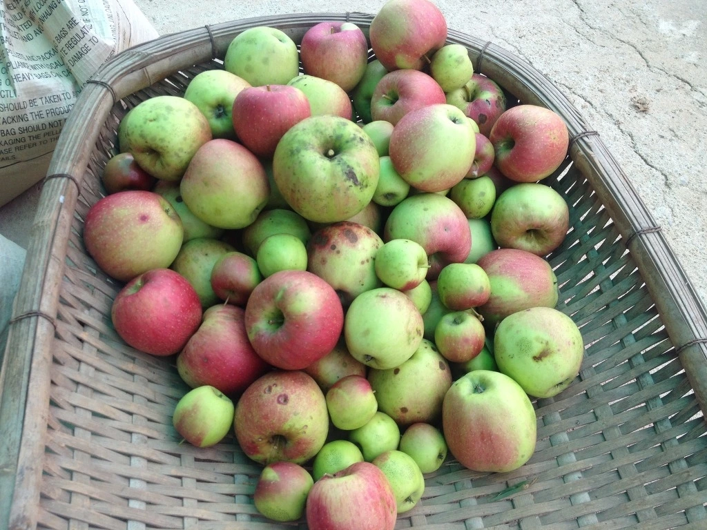 못난이 사과.jpeg