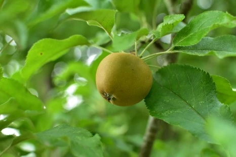 DSC_4249.JPG?type=w466