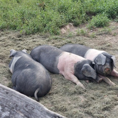 20230722_040741.jpg?type=w466