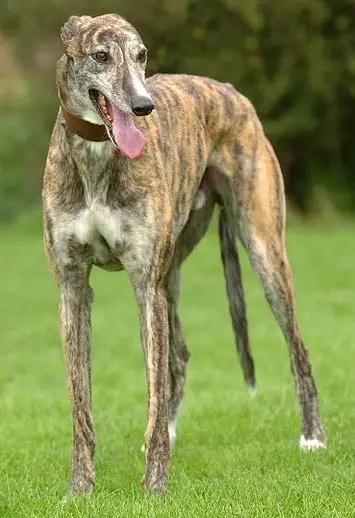 Greyhound20%287%29.jpg?type=w773
