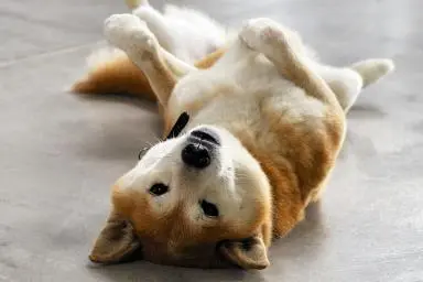 roll-over-171133312-resized.jpg?type=w773