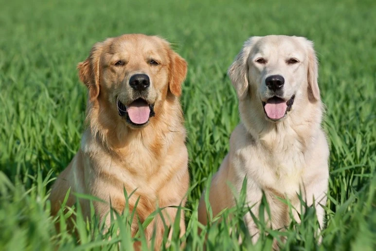 Labrador-vs-Golden-retriever.jpg?type=w773