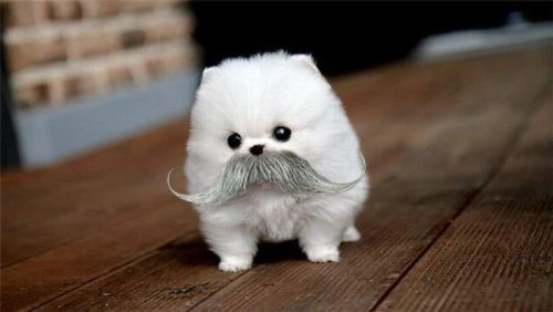 like-cute-dogs-and-mustaches-11915-1300257985-45.jpg?type=w773