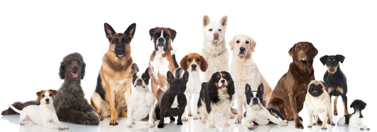 Dog-Breed-Lineup.jpg?type=w773