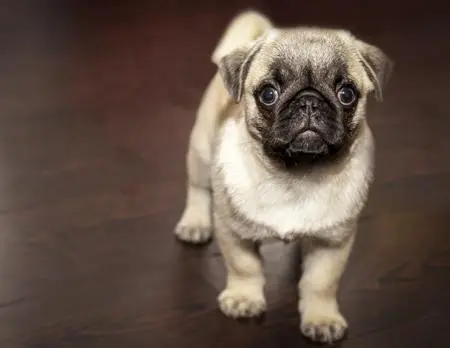 pug-puppy-standing-on-wooden-floor.jpg?type=w773