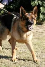 barking-dog.jpg?type=w773