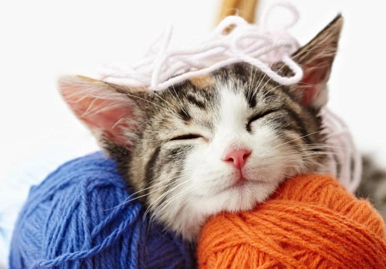 image_3937515331486540196582.jpg?type=w773