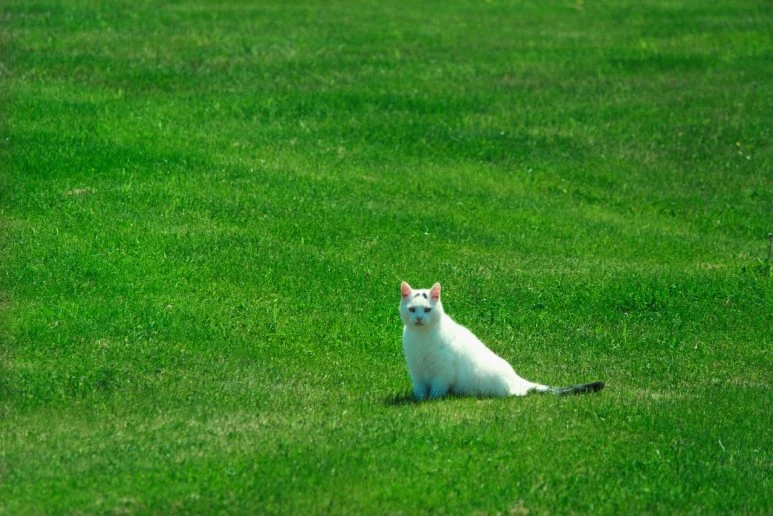 87753806.jpg?type=w773