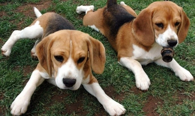 %EB%B9%84%EA%B8%80_00008.jpg?type=w773