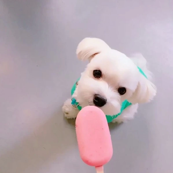 %EA%B0%95%EC%95%84%EC%A7%80%ED%8E%A0%EC%95%A4%EC%BD%9C.jpg?type=w773