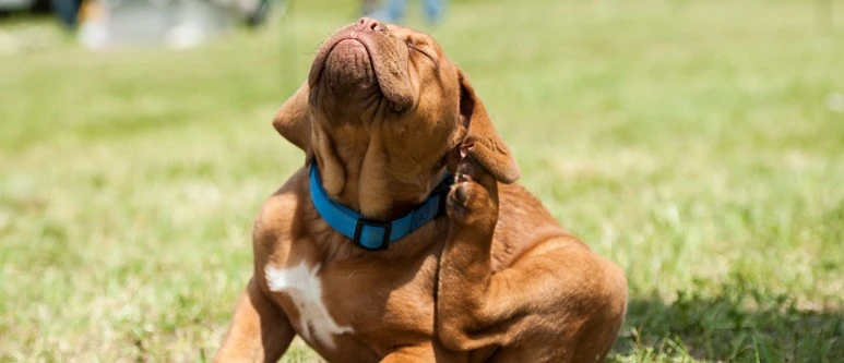 ceramides-itchy-dog-main.jpg?type=w773