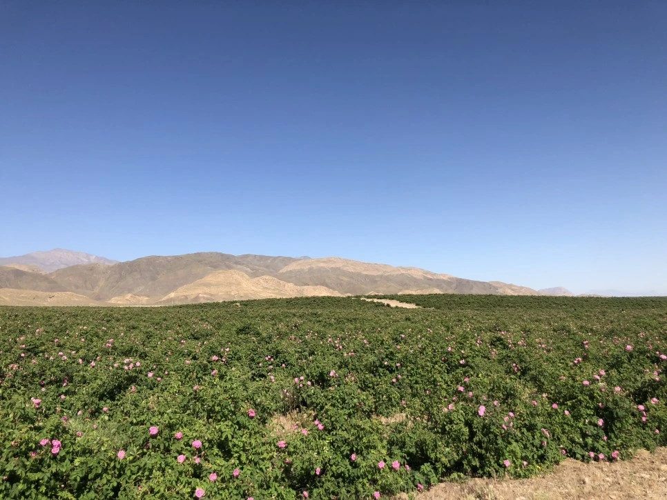 IMG_7393.JPEG?type=w966