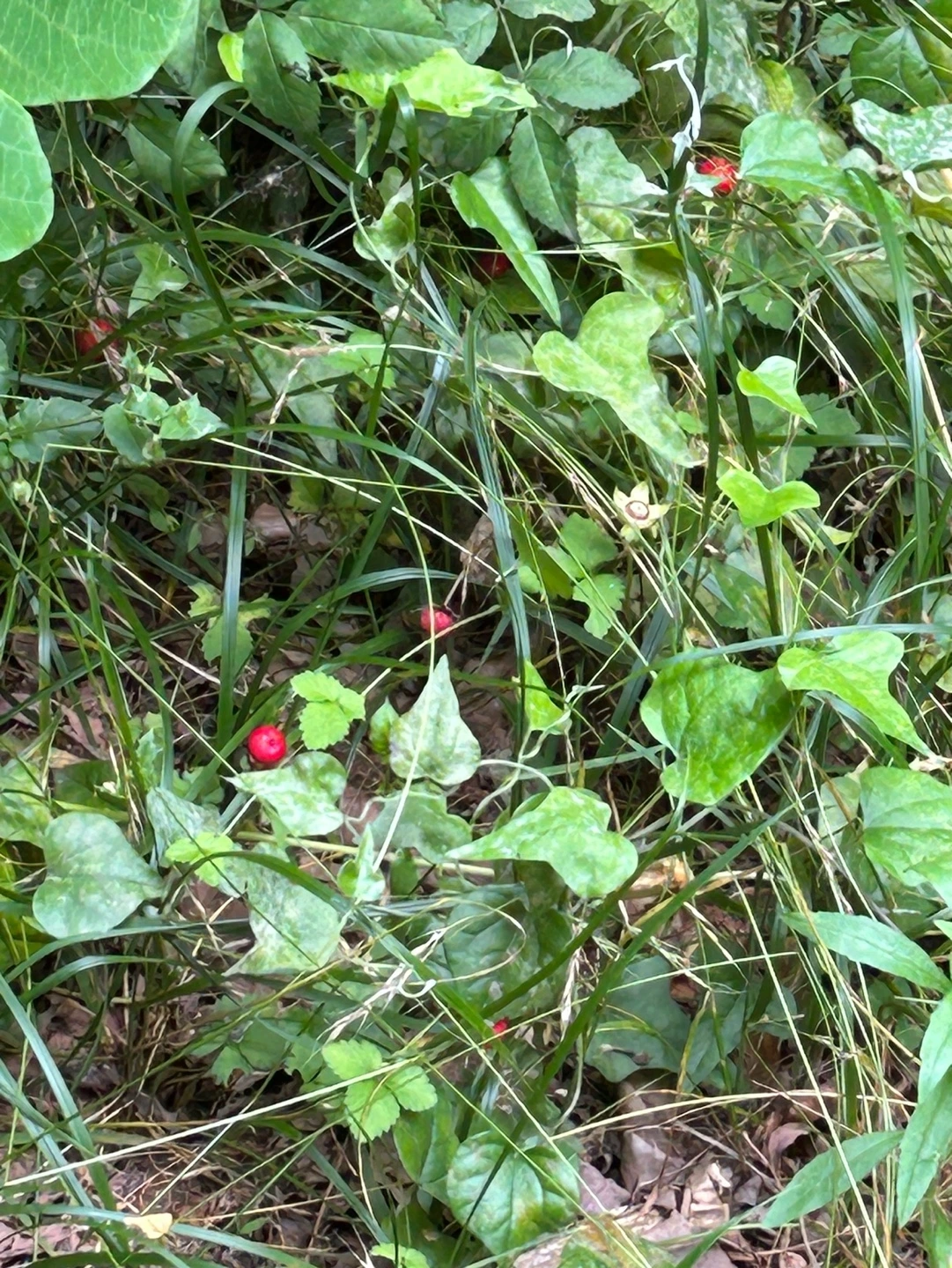 KakaoTalk_Photo_2023-07-07-07-26-31 004.jpeg