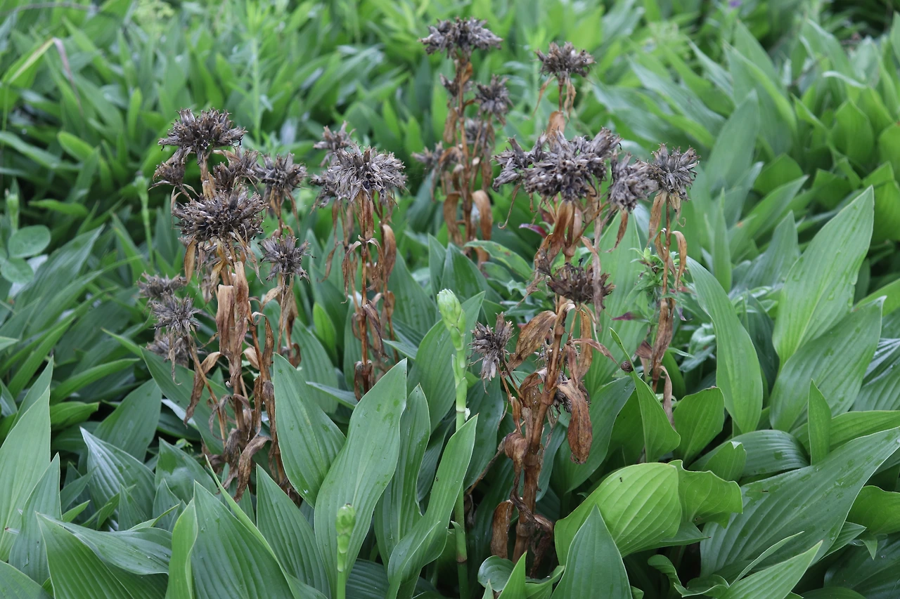 7월 패랭이 (2).JPG